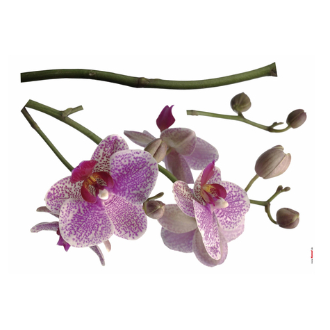 Wandtattoo - Orchidee - Größe 100 X 70 Cm