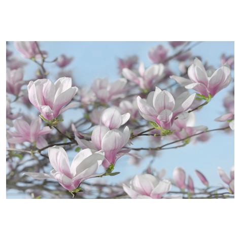 Papier Fototapete - Magnolia - Größe 368 X 254 Cm