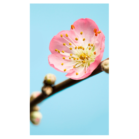 Papier peint photo - peach blossom - taille 150 x 250 cm