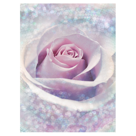 Vlies Fototapete - Delicate Rose - Größe 200 X 260 Cm