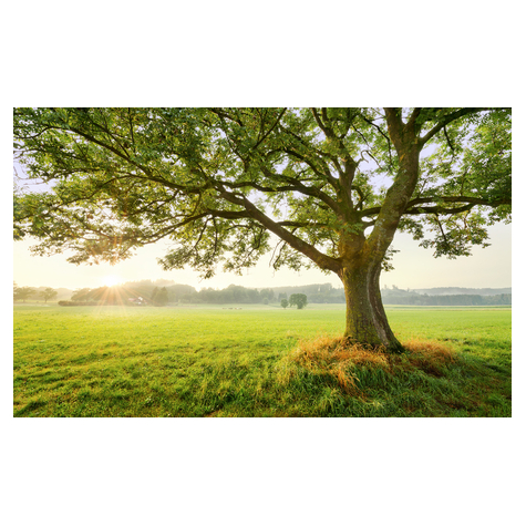 Vlies Fototapete - The Magic Tree - Größe 450 X 280 Cm