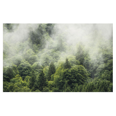 Papier peint photo - forest land - dimensions 400 x 250 cm