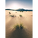 Papier peint photo - vivid dunes - taille 200 x 280 cm